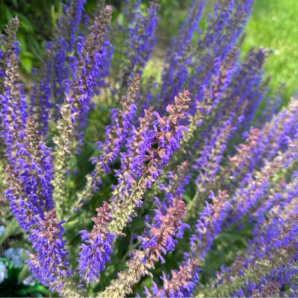 Meet your Posher, Maria Luz - Picture 3 of 4